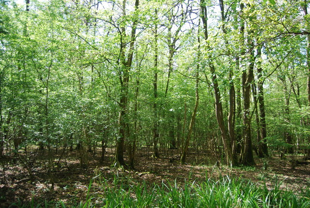 Vann Lake And Candy's Copse Reserve © N Chadwick Cc-by-sa 2.0 