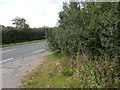 Bush on edge of Broad Street Green Road