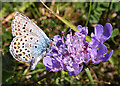 SY8280 : Blue Butterfly by Anne Burgess