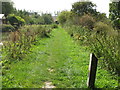 Grass surface towpath on Wendover Arm, Grand Union Canal