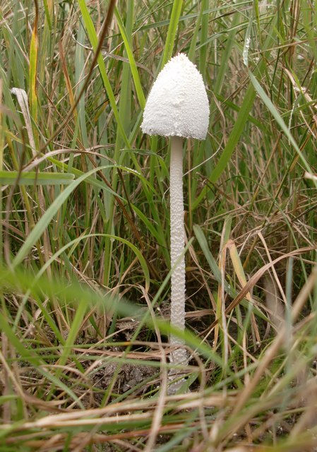 Coprinus mushroom - near Lower Hope Point