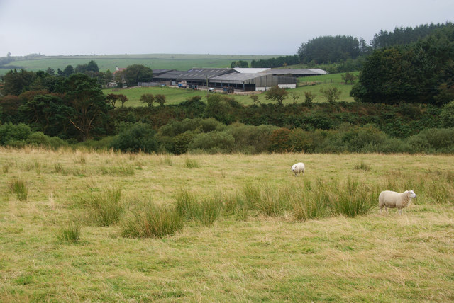 Sheep near Rudda Farm