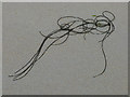 NR2062 : Seaweed art by Oliver Dixon