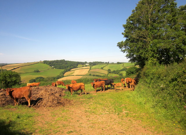 Cattle near Cumble Tor