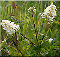 Wild Privet (Ligustrum vulgare)