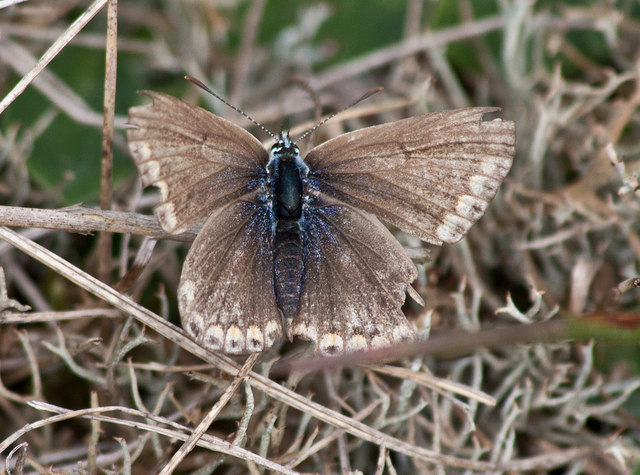 ♀Common blue butterfly at Holme Dunes