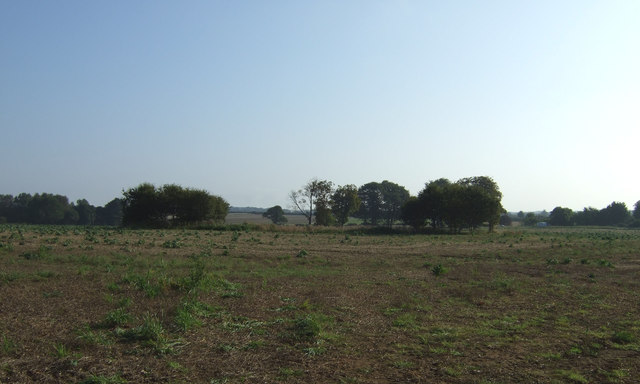 Farmland east of Back Lane