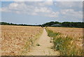 Footpath through barley