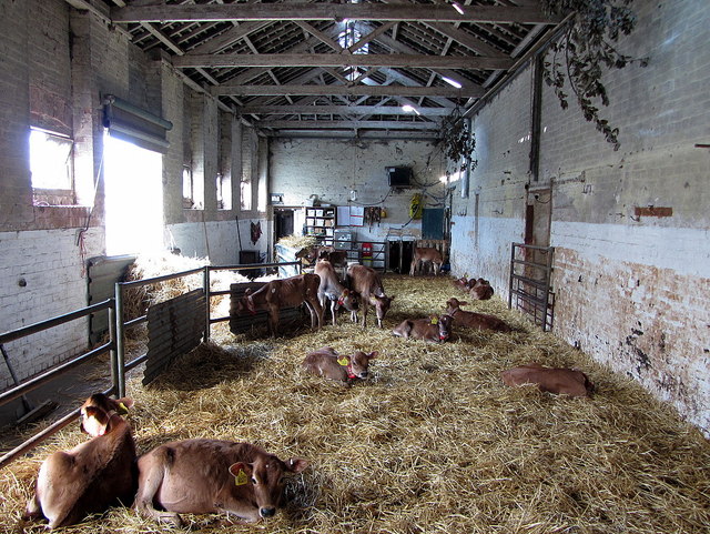 Calf shed, Wheelbirks Farm