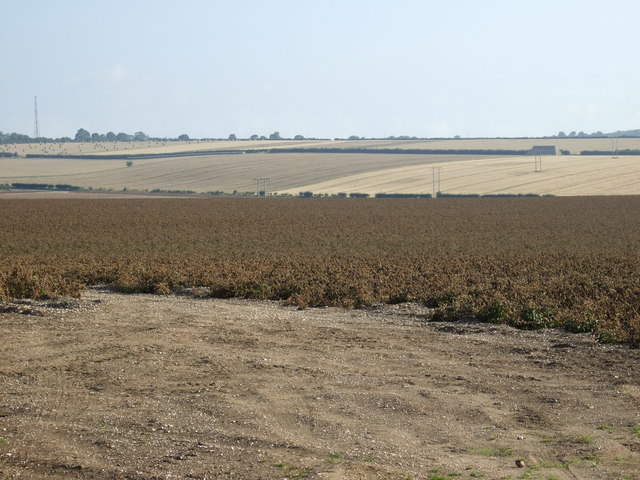 Potato crop, East Field
