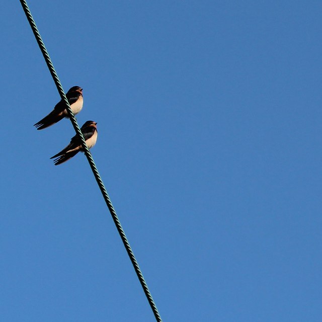 Swallows near Brook Farm