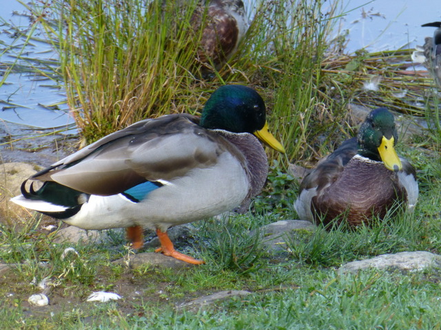 Ducks, Omagh