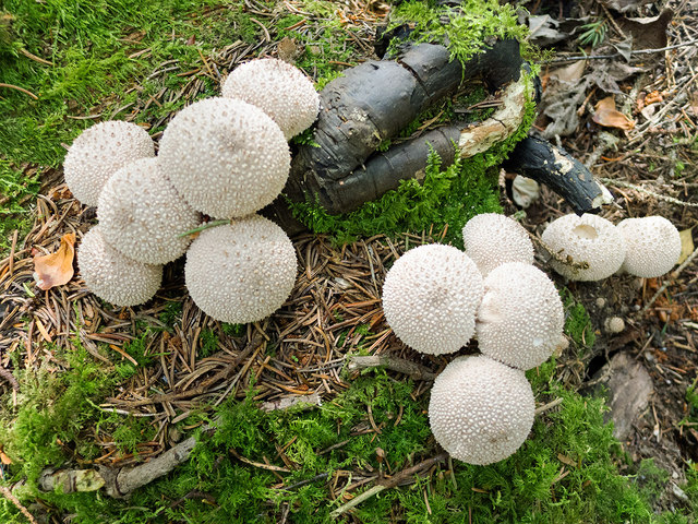 Puffball fungi under Norway Spruce