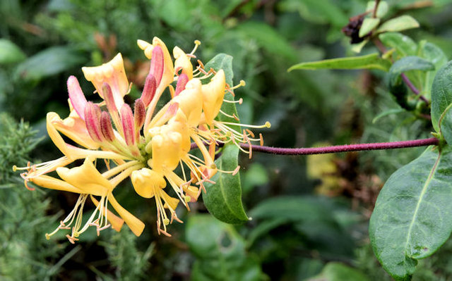 Honeysuckle flower, Lagan Meadows, Belfast (September 2014)