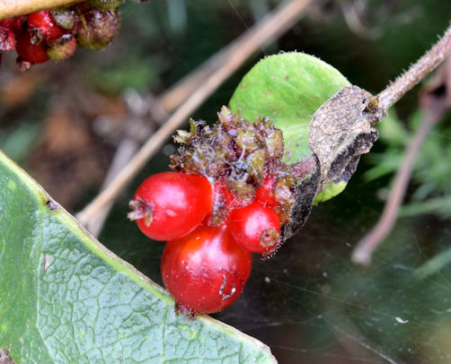 Honeysuckle berries, Lagan Meadows, Belfast (September 2014)