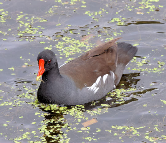 Moorhen, River Lagan, Stranmillis,... © Albert Bridge cc-by-sa/2.0 ...