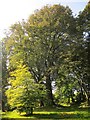 Trees near Widdicombe House