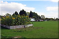 Captured Sunflowers in smallholding