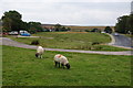 Sheep on The Common