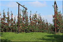 SO7251 : Orchard by Stocks Farm by Oast House Archive