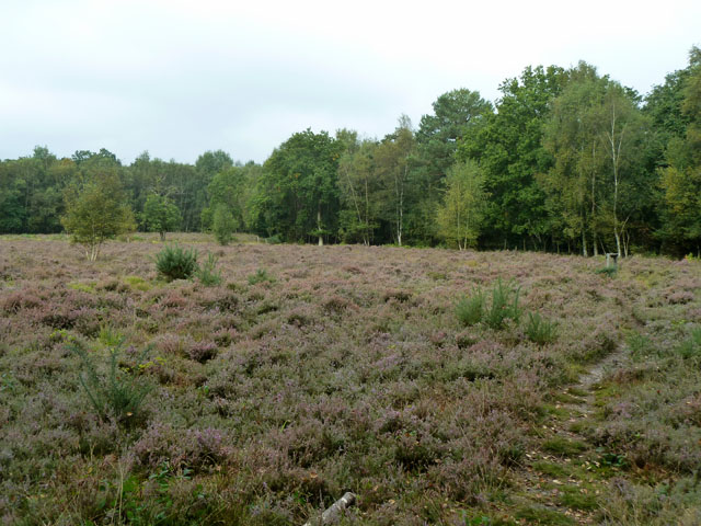 Smart's Heath © Robin Webster cc-by-sa/2.0 :: Geograph Britain and Ireland