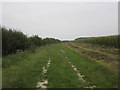 Byway by a maize field