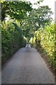 Mid Devon : Country Lane