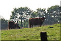 North Devon : Grassy Field & Cattle