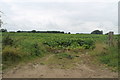 TF0798 : Crop field off Holton Lane by J.Hannan-Briggs