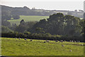 North Devon : Grassy Field & Sheep