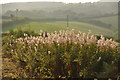 West Somerset : Roadside Hedgerows