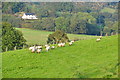 West Somerset : Grassy Field & Sheep