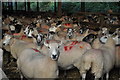 West Somerset : Riphay Barton Sheep