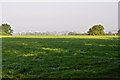 East Devon : Grassy Field