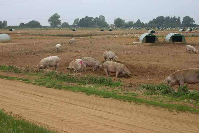 Pigs at Capel St Andrew farms, Butley