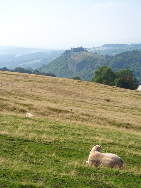 Ewe with a view