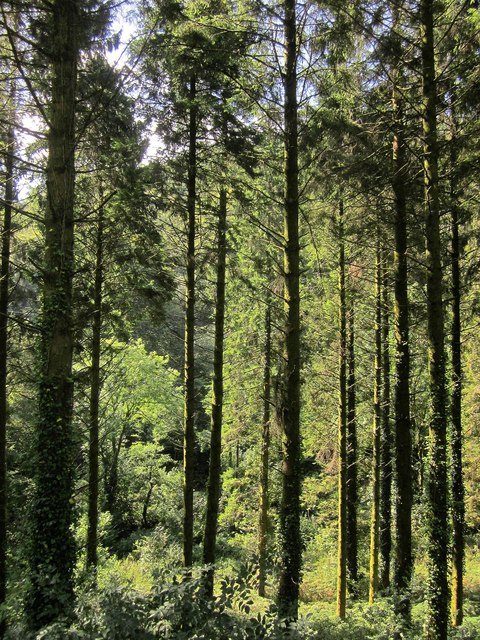 Conifers, Seaton valley