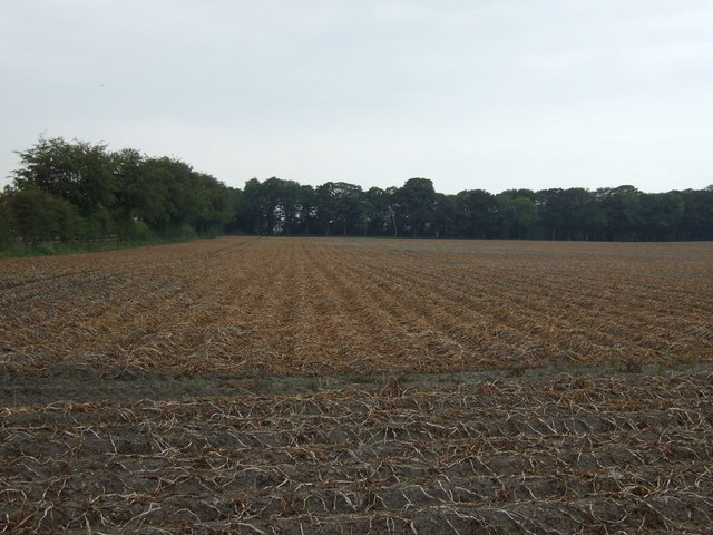 Potato crop off Mill Lane