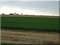 Crop field west of Houghtons Lane