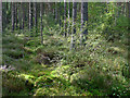 NH6757 : Woodland near Coulnagour by Julian Paren