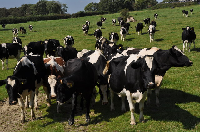 West Devon : Grassy Field & Cattle