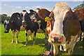 West Devon : Cattle Grazing