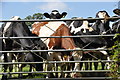 West Devon : Cattle & Gate