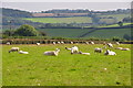 Torridge : Grassy Field & Sheep