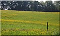 Buttercup meadow, Cornford Lane