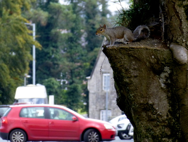 Grey squirrel, Omagh