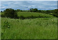 Sheep and pasture along the River Chater