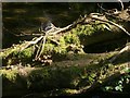 Fungi on fallen tree across the Seaton