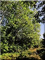 Trees near Keveral Mill