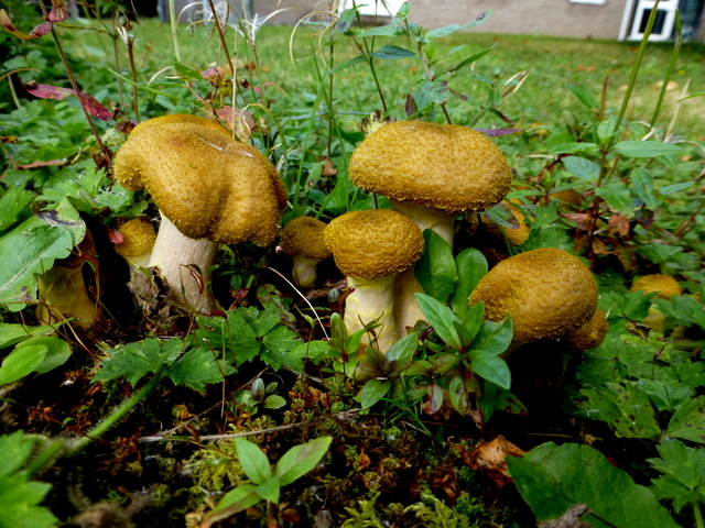 Fungi, T& F Hospital grounds (1)